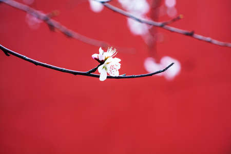 Peach and Chinese wall