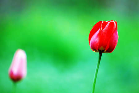 Pink tulipsの写真素材