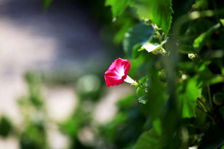 Pink Morning glory