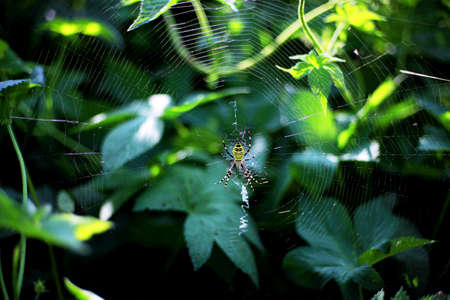 Spider websの写真素材