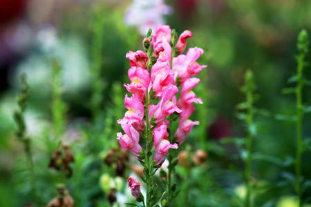 Antirrhinum majusの写真素材