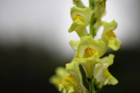 Antirrhinum majus