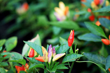 Ornamental pepper