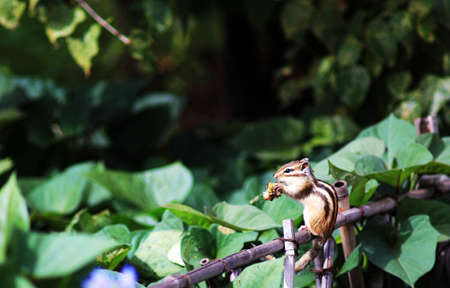 Squirrelの写真素材