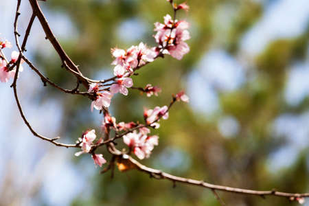 Prunus armeniaca