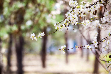 Prunus armeniacaの写真素材