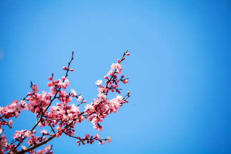 Prunus armeniacaの写真素材