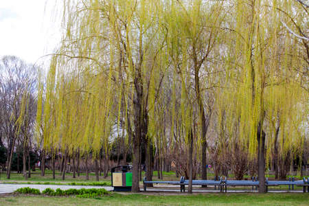 willow trees in parkの写真素材