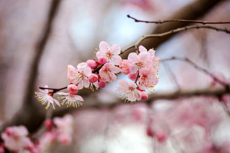 Prunus armeniaca