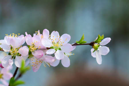 Apricot pink flowers bloomingの写真素材