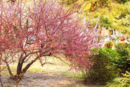 pink apricotの写真素材