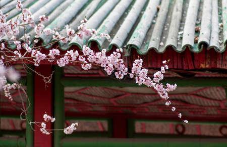 Apricot pink flowers bloomingの写真素材