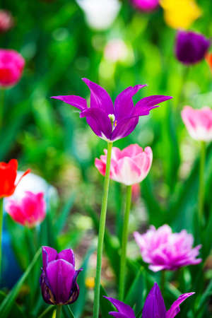 tulipの写真素材