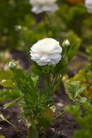 Ranunculus