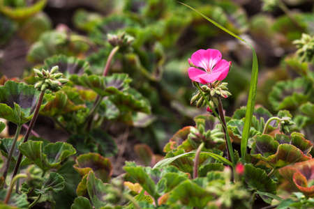 geranium