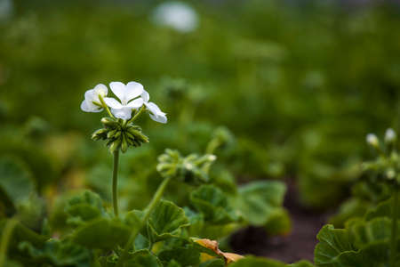 geranium
