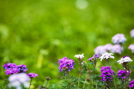 Verbena teneraの写真素材
