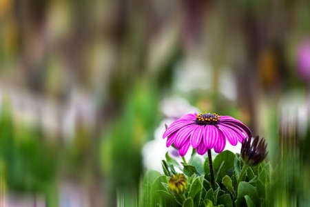 Osteospermumの写真素材