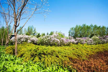 Lilac City Park