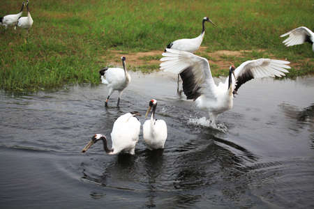 The Red Crowned Cranesのeditorial素材