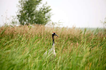 A wild red crowned craneの写真素材