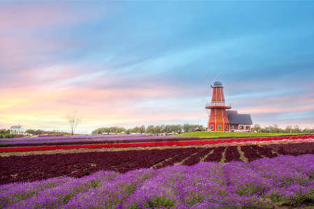 Lavender  gardenのeditorial素材