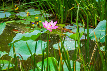 Lotus