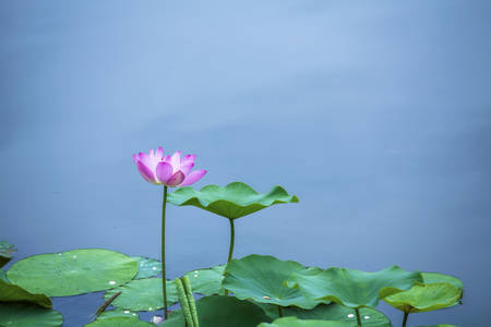 Lotusの写真素材