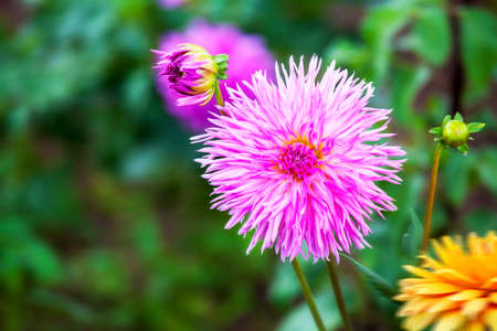 chrysanthemumの写真素材