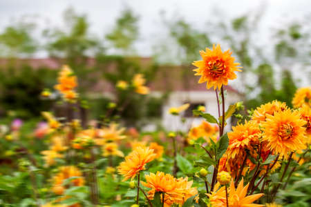 yellow flowerの写真素材