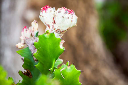 Cactusの写真素材