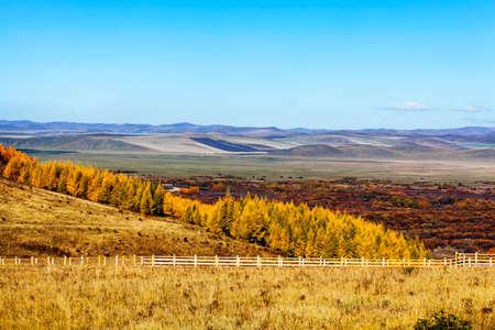 The autumn leaves in Eergu'Na wetlandの写真素材