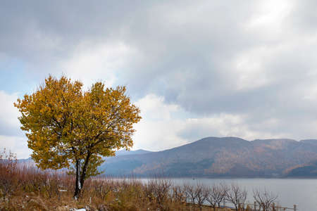 A tree in Songhua Lakeの写真素材