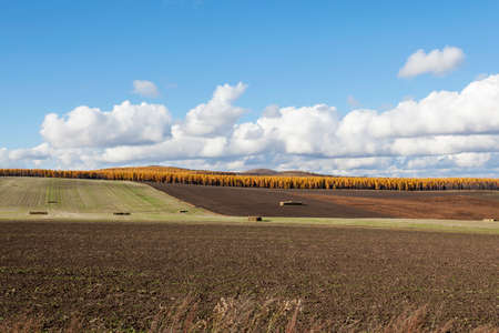 Autumn pastureの写真素材