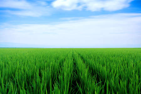 Paddy rice fieldの写真素材