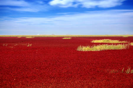 Red beach in Panjinのeditorial素材