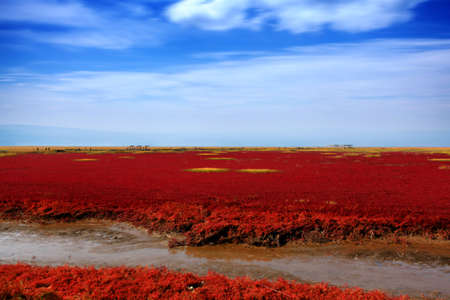 Red beach in Panjinのeditorial素材