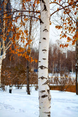 white birch tree in winterの写真素材