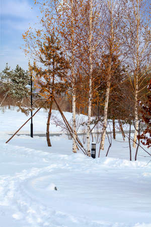 white birch treesのeditorial素材