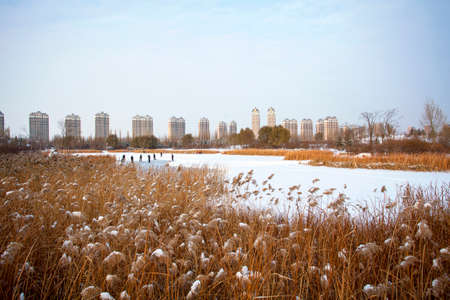 Reed covered with snow