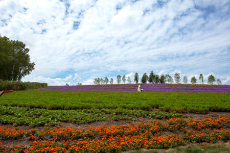 Lavender field in Harbinのeditorial素材