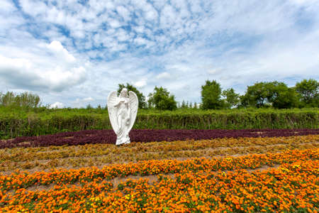 angel sculpture in lavender field , harbinのeditorial素材