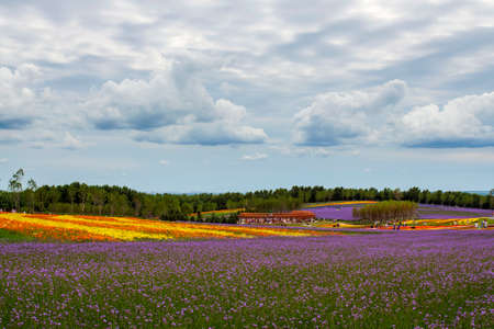 Lavender field in Harbinのeditorial素材
