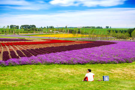 Lavender field in Harbinのeditorial素材