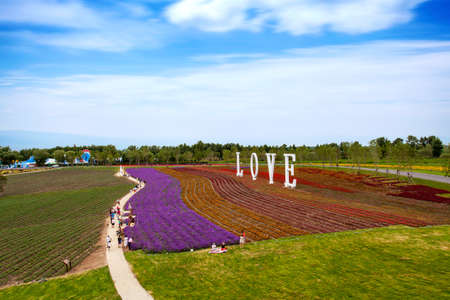 Lavender field in Harbin