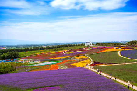 Lavender field in Harbinのeditorial素材