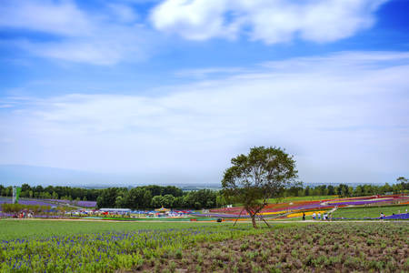 Lavender field in Harbinのeditorial素材