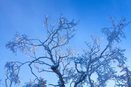 The rime of winter sunの写真素材