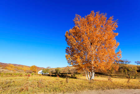 Nature landscape scenery view of Ulan Buh grasslands during autumnの写真素材