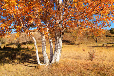 Nature landscape scenery view of Ulan Buh grasslands during autumnの写真素材